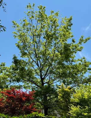 Fannin Tree Farm