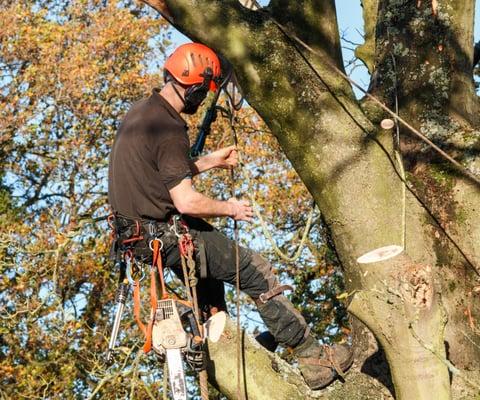 Tree removal