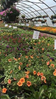 Greenhouse with lots of annuals, vegetables and hanging baskets