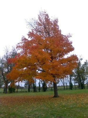 Tree trimming