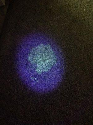 Urine under a blacklight