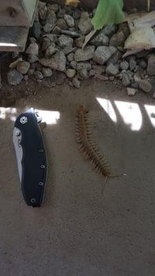 Centipede that expired due Acorn Pest Control on a home in Valle Vista.