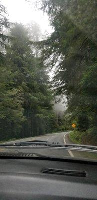 Driving through the Redwoods. HWY 101