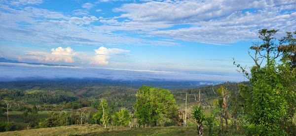 Coffee Farm Views