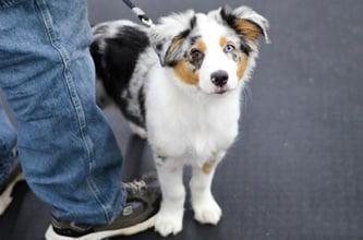 Obedience training from puppy to the most advanced levels