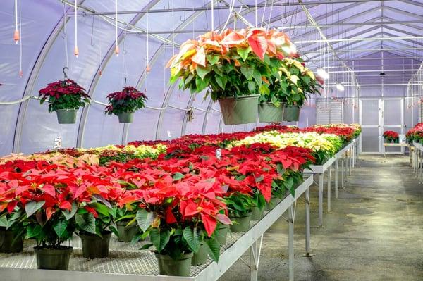 Christmas wreaths, greens, and poinsettias in Lebanon, PA will be for sale at Frey's Greenhouse starting 11/24/15!