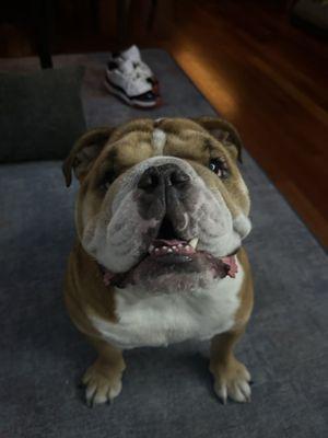 Winston is always excited for his Sandy Paws walks