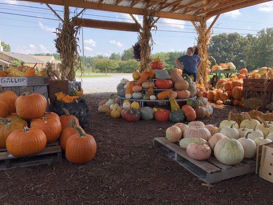 Hundreds of mountain grown pumpkins!