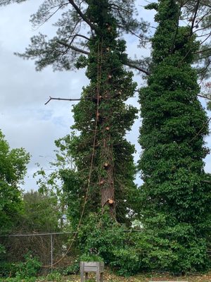 After trimming the limbs