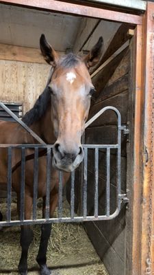 Forest Trails Stables