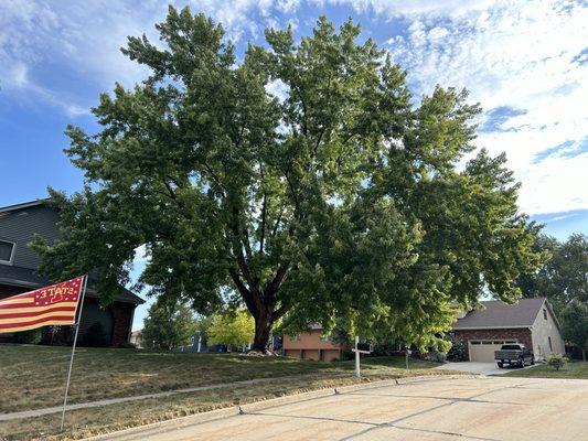 Timberline Tree Service