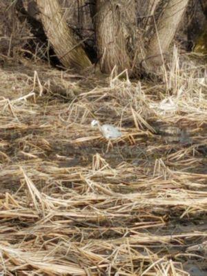 Great blue heron