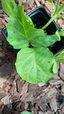 Ornamental Eggplant (Pumpkin Tree)