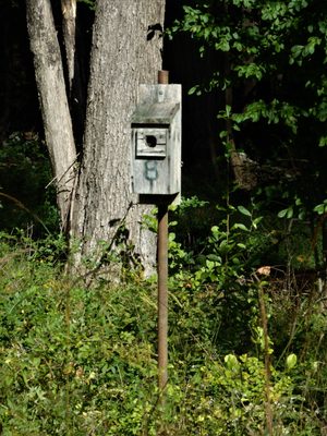 Bird House