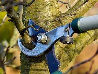 Tree Trimming Service