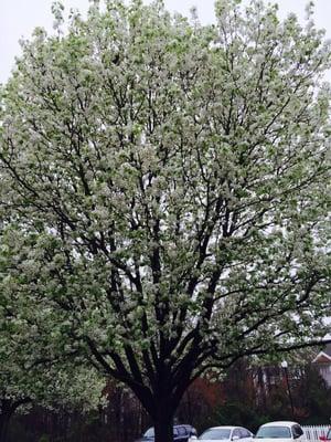 The wonderful trees by my apartment during spring!