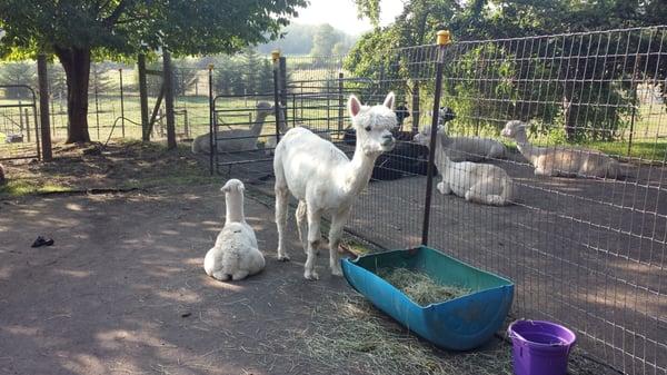 Camelot Alpaca Ranch