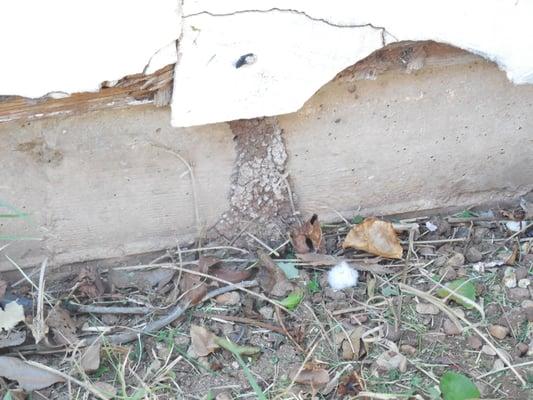 Termite tube leading into home