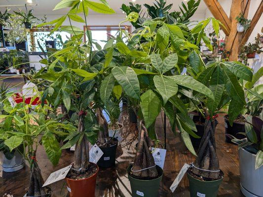 Gorgeous money trees; money trees are an easy care houseplant