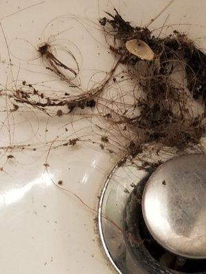 Dog hair or persons hair left in sink.