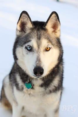 Lucy-courtesy of our awesome walker and photographer-Brooke Snider, BPG Photography