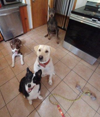 Izzie at board and train.  Black and white toy mini Aussie in the front.