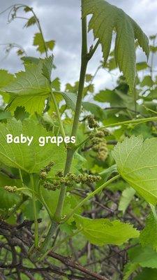 Baby grapes just starting to grow.