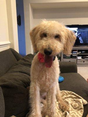 Nova after her haircut! She's a labradoodle.