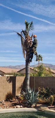 Ivy Tree Service