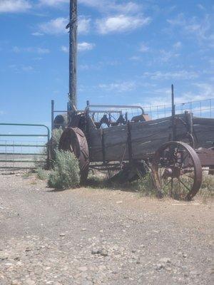 Another Peacock under an old tractor wagon