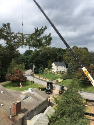 Crane job in Litchfield removing 18 Norway Spruce trees from in between two houses and over several sheds.