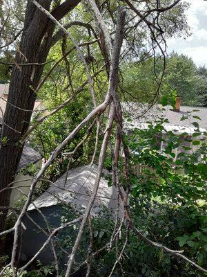 We remove hazardous  branches!