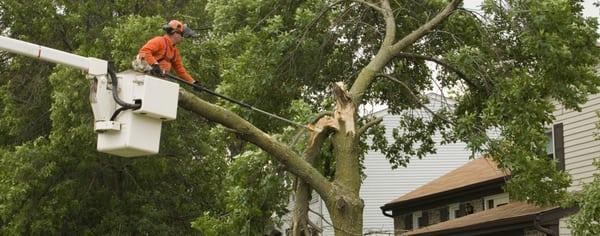 Tree Trimming Hazard trees.....