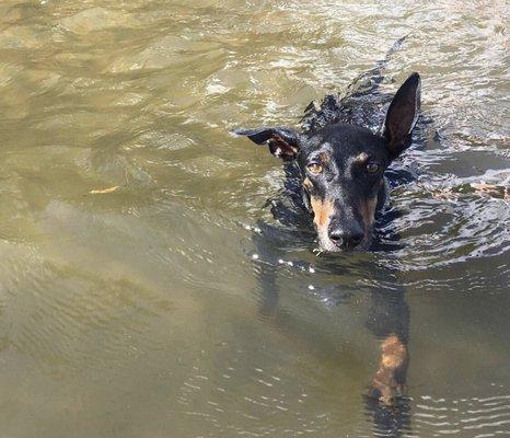 Peanut goes for a swim.