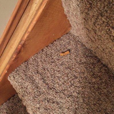 Cigarette butt left on carpet at old house