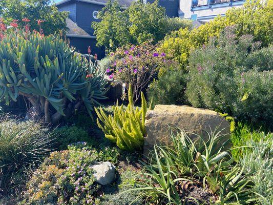 This Pt. Richmond front yard has a wide variety of evergreen, draught-tolerant plants for privacy.