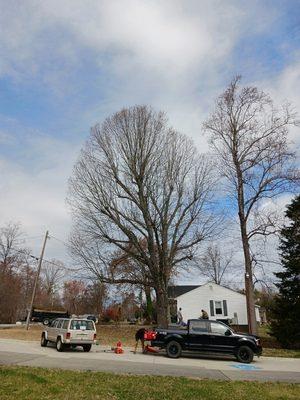 Tree removal in brown summit