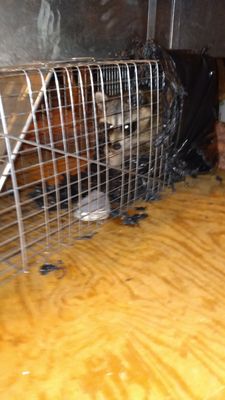 Raccoon I trapped in Someone's attic