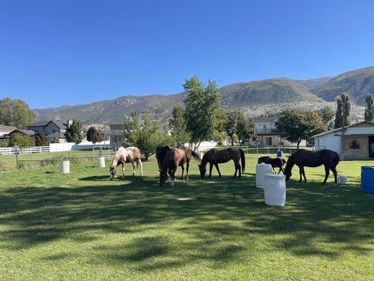 Equine Therapy