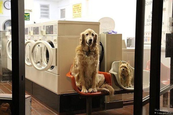 Waiting patiently for clothes to dry