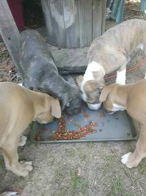 11week old pitbull's
 1 male and 3 females
 $100.00 803-270-2275