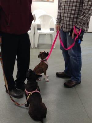 Learning to be Calm around other pups in Puppy Kindergarten class!