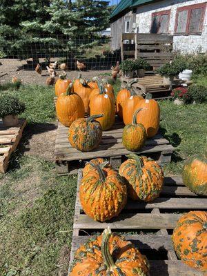 Thompson Farm. Warty pumpkins $8