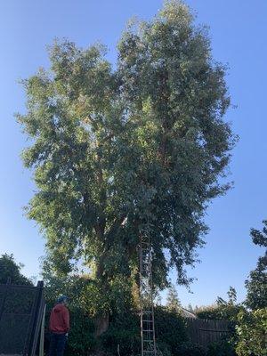 Before of an eucalyptus tree. Orders of the homeowner just thin out.