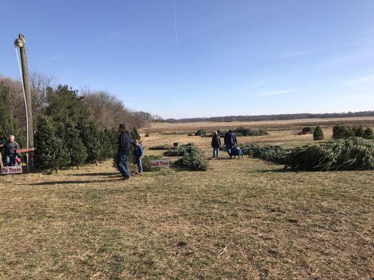 So many aces of tree! This was a beautiful day to cut your own.