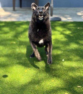 My dog's action photo while trying to catch a ball from the team!