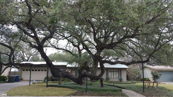 Stabilized tree. Physics of tree was leaning to west. With the heavy canopy and growth to west (sun) the tree was in jeapordy of uprooting.