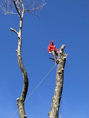 Just an excellent picture removing broken Maple