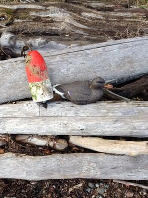 Pacific Northwest is famous for its Geoduck clams, this is the elusive and rare  Buoyduck!