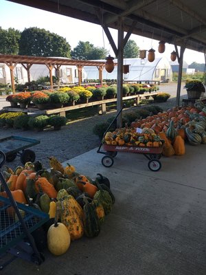 We grow our own pumpkins & gourds for fall decor